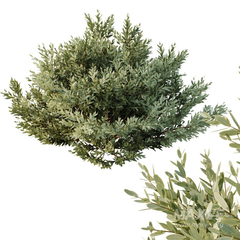AV 9 different Montra Olive Bush - Image 3