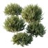 AV 9 different Montra Olive Bush - Thumbnail 8