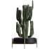 AV HousePlants Cactus Euphorbia Ingens Candelebra Saguaro Peruvian - Thumbnail 1