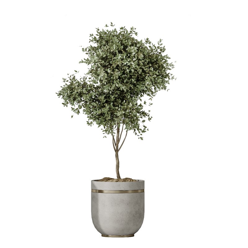 AV Indoor plants set 187 Mission Kalamata Arbequina Olive and Lemon Lime Cane Dragon and Ficus Microcarpa Moclame - Image 4