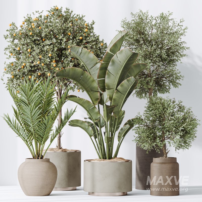 AV Indoor plants set 185 Olive Elegant Mission and Mandarin Citrus Fruit Orange Tree and Areca Palm and Ravenala Banana Strelitzia Nicolai - Image 6