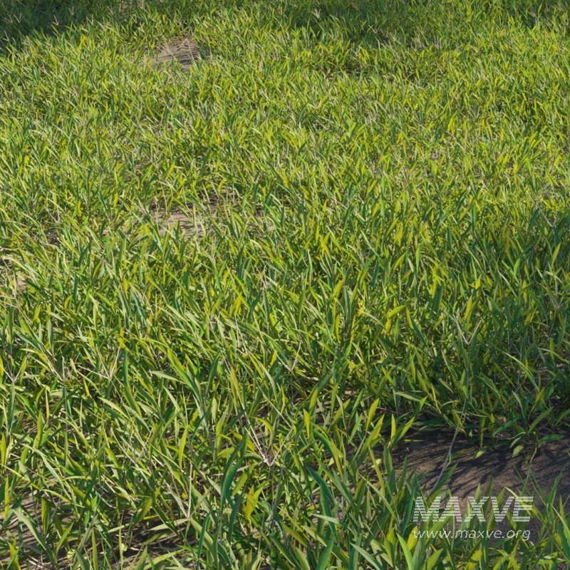 Cynodon dactylon – set 03 - Image 2