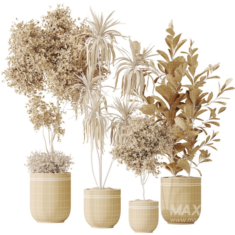 AV Indoor plants set 187 Mission Kalamata Arbequina Olive and Lemon Lime Cane Dragon and Ficus Microcarpa Moclame - Image 7