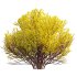 Forsythia Suspensa – Weeping Forsythia 02 - Thumbnail 3