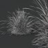 AV 6 different Grasses Pennisetum Alopecuroides Lampenputzergras Fountain Hameln and Carex Elata Aurea - Thumbnail 7