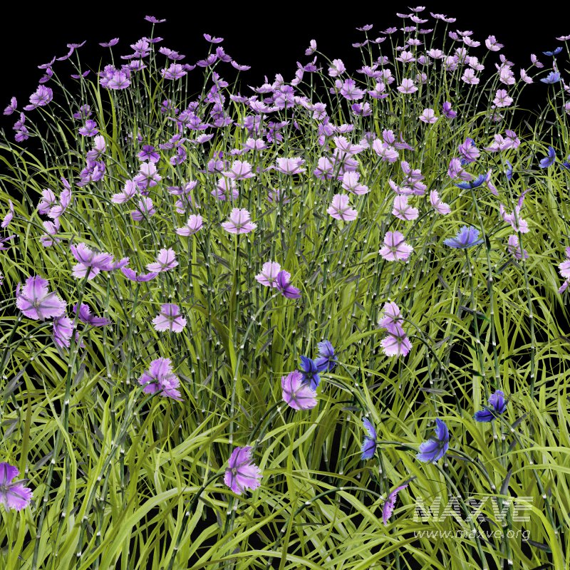 AV Spring flowering grasses Fringe lily and Libertia Grandiflora - Image 5