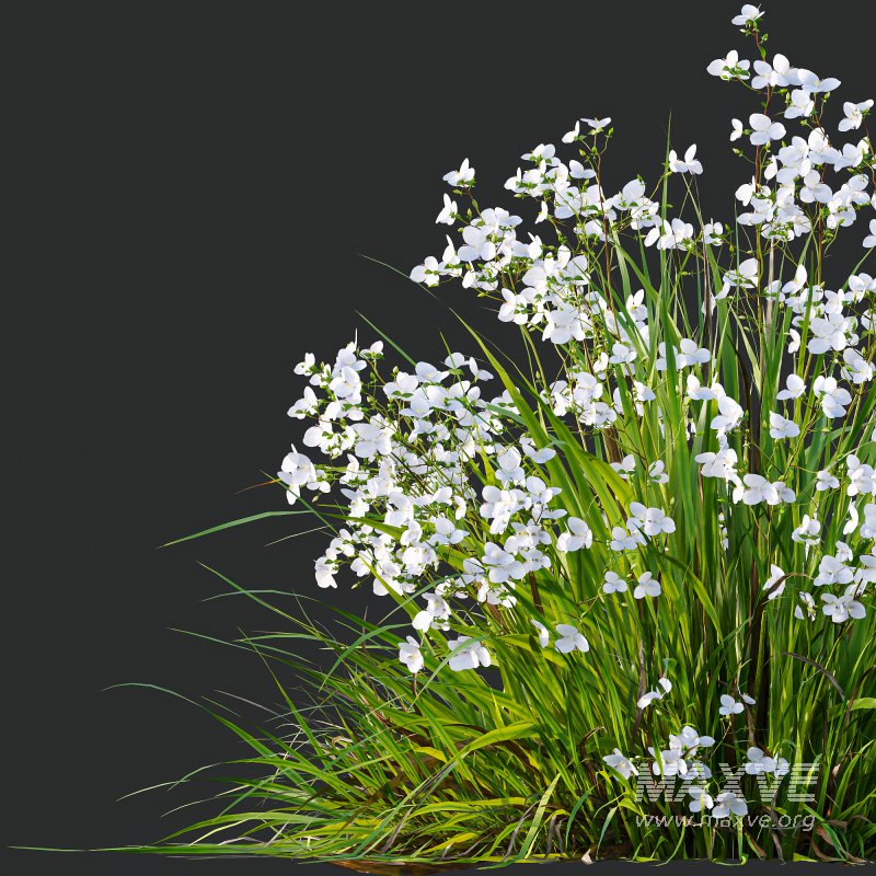 AV Spring flowering grasses Fringe lily and Libertia Grandiflora - Image 6
