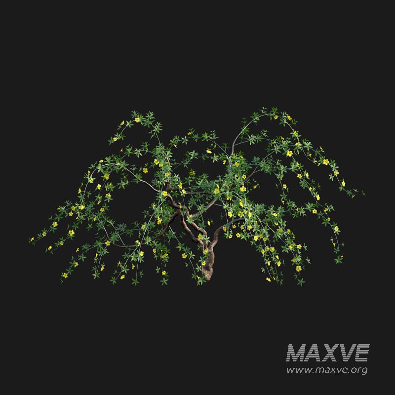 Allamanda cathartica – Golden Trumpet - Image 4