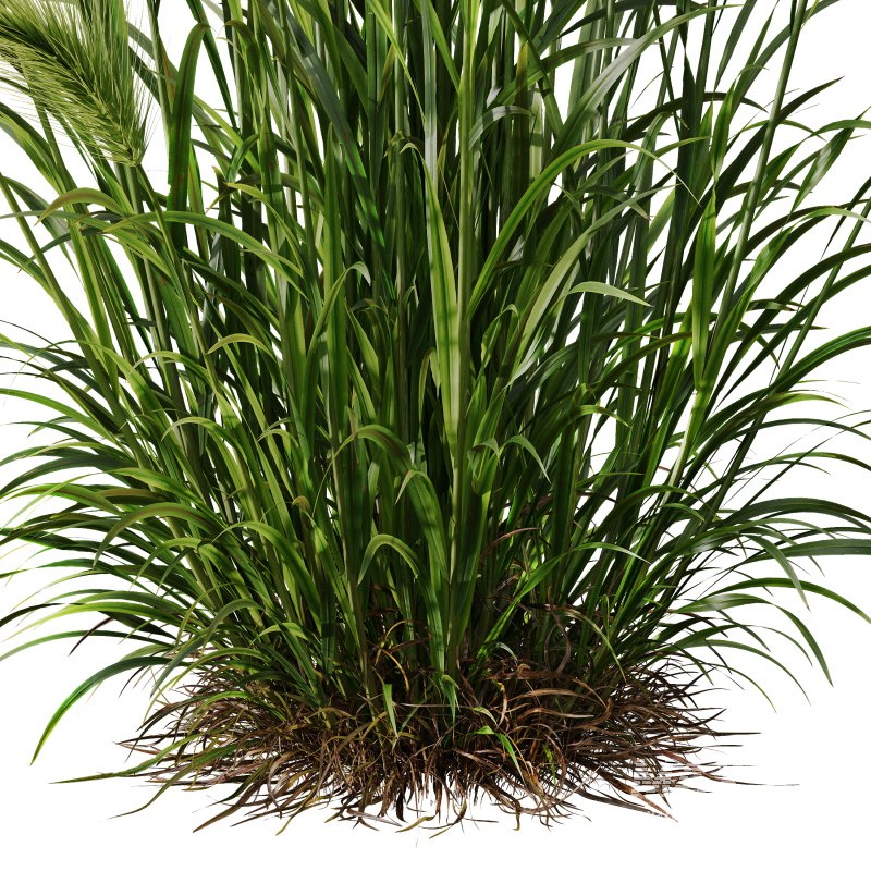 AV 11 different Grasses - Image 2