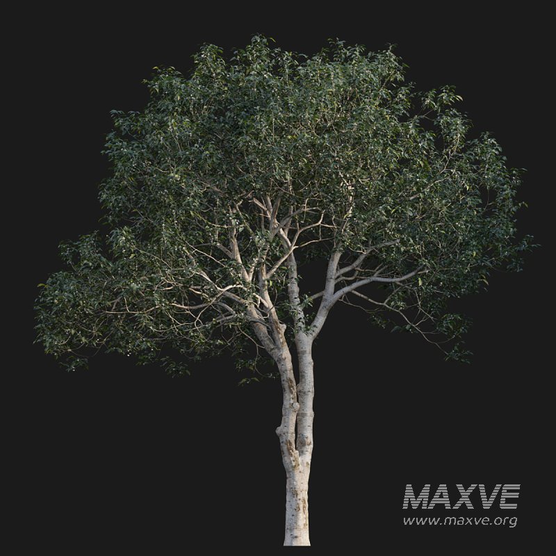 Osmanthus fragrans - Image 2