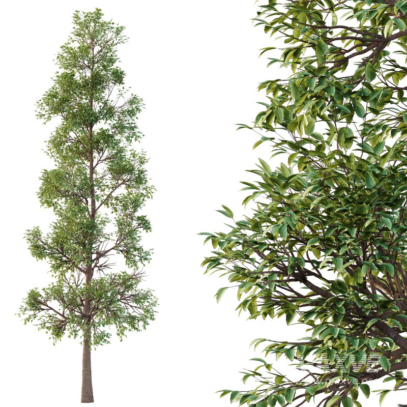 Eucalyptus Robusta Trees 05 - Image 4