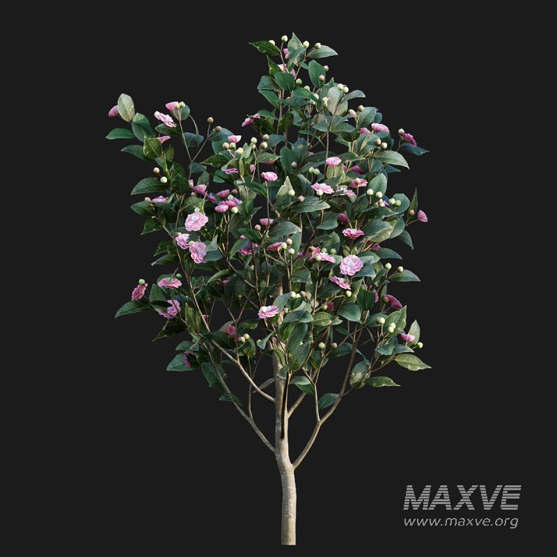 Camellia japonica – Japanese camellia 02 - Image 3