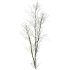 AV Plants Celtis Australis Winter Snow - Thumbnail 1