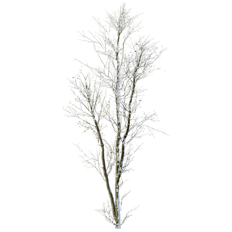 AV Plants Celtis Australis Winter Snow - Image 1