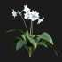 Eucharis grandiflora – Amazon Lily - Thumbnail 6