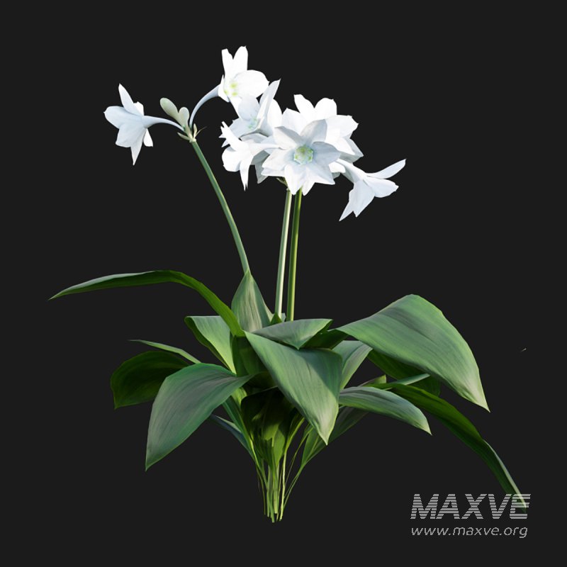 Eucharis grandiflora – Amazon Lily - Image 6