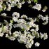 Prunus salicina – Chinese Plum – Japanese Plum 03 - Thumbnail 2
