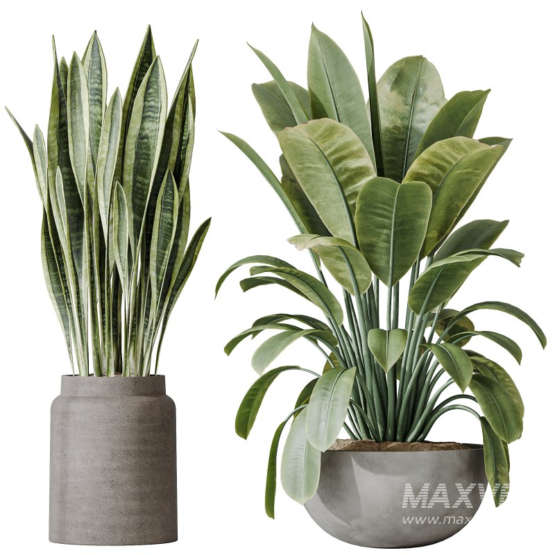AV Indoor plants set 182 Areca Majesty Palm and Ficus Elastica Robusta and Olive Elegant Mission and Green Sansevieria - Image 4