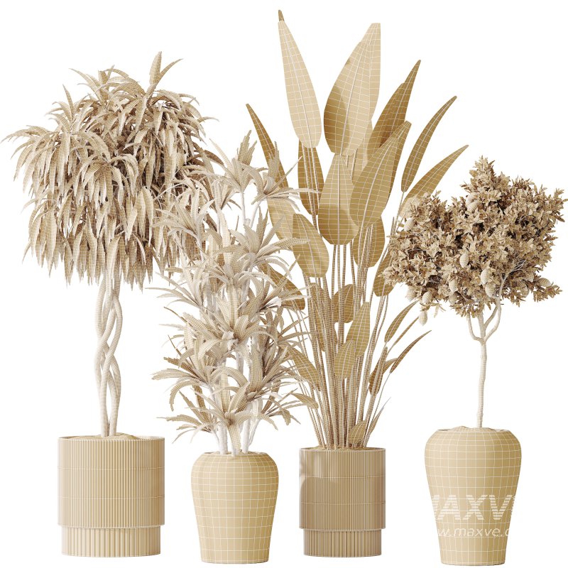 AV Indoor plants set 190 Mandarin Citrus Fruit Lemon and Ficus Binnendijkii and Lemon Lime Cane Dragon and Bird Of ParadiseBird - Image 7