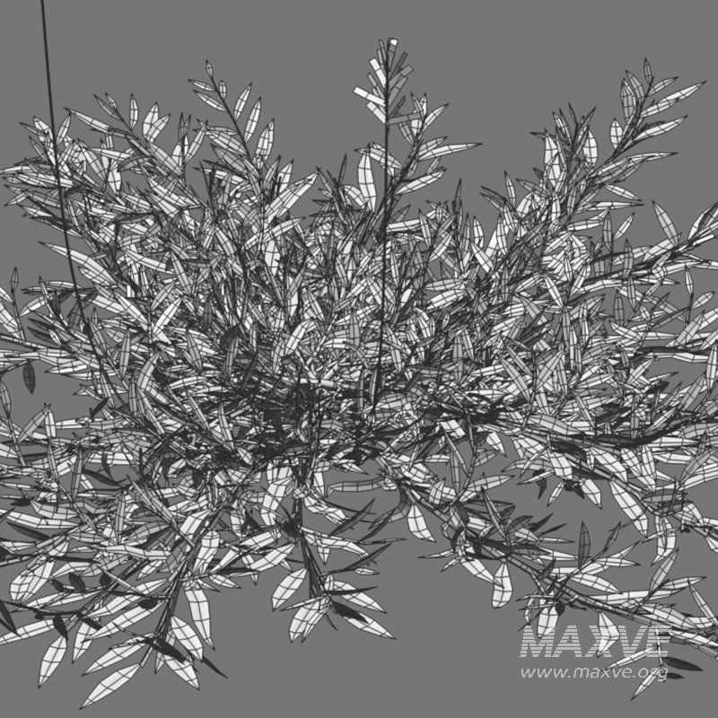 Chrysopogon aciculatus – dry 03 - Image 7