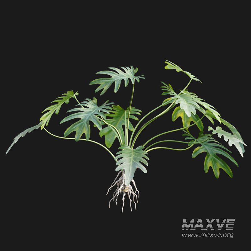 Philodendron xanadu - Image 2