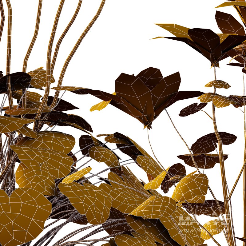 comes from the Greek word geranos meaning crane in reference to the fruit which purportedly resembles the head and beak of a crane. - Image 7