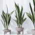 AV Indoor plants set 183 Mission Arbequina Olive and Aspidistra Elatior Cast iron and Ravenala Banana Strelitzia Nicolai - Thumbnail 5