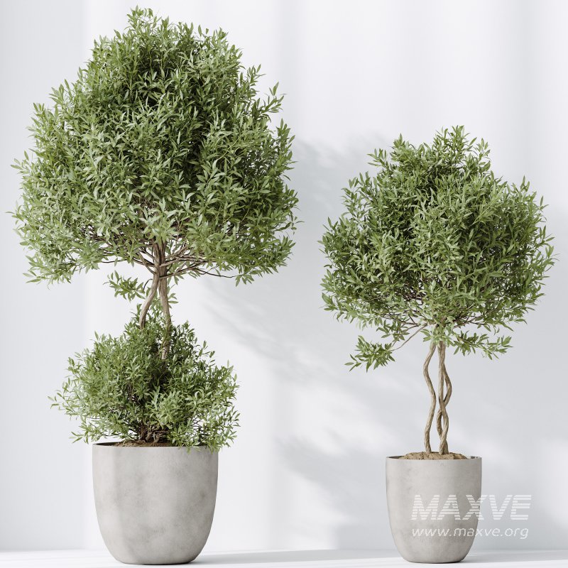 AV Indoor plants set 184 Mission Leccino Arbequina Olive and Cunjevoi Alocasia Jardin and Alnus Glutinosa Alder and Yucca Elephantipes Gigantea - Image 4