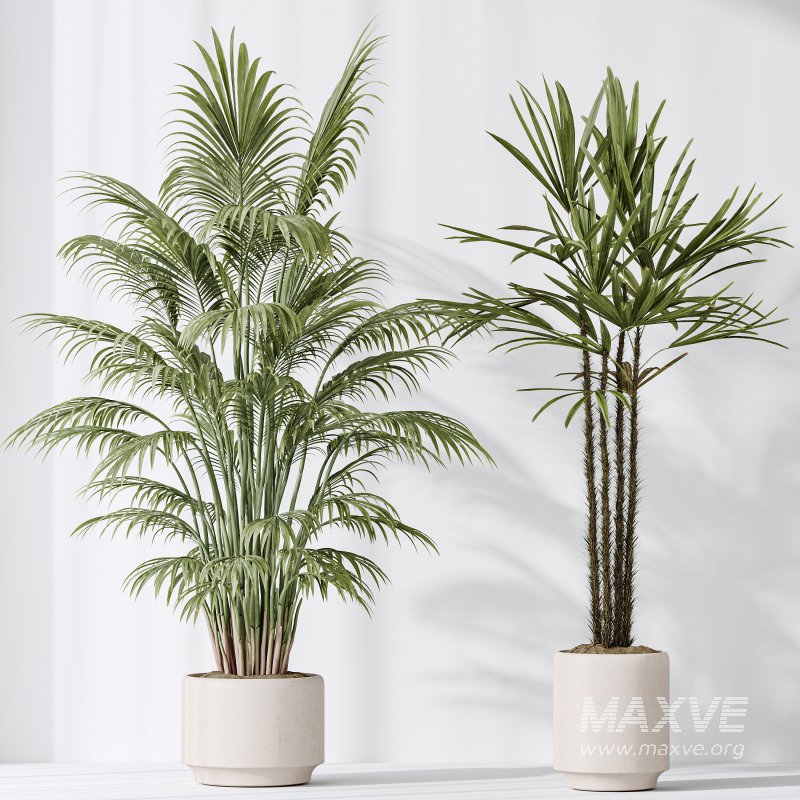 AV Indoor plants set 186 Olive Artificial and Arboricola Umbrella and Areca Palm and Rhapis Excelsa Lady Palm and Ruffled Fan Palm - Image 6