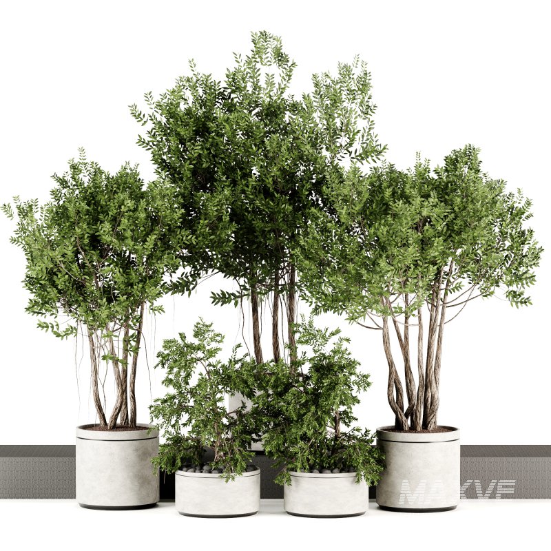 Indoor plants-Pot and tree set167 - Image 3