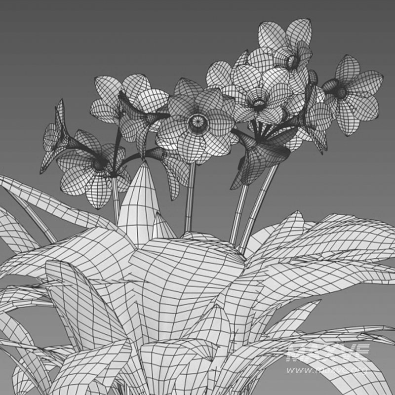 Eucharis grandiflora – Amazon Lily - Image 7