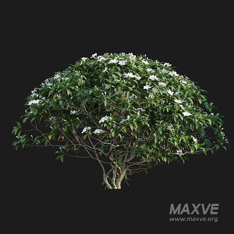 Wrightia antidysenterica 02 - Image 2