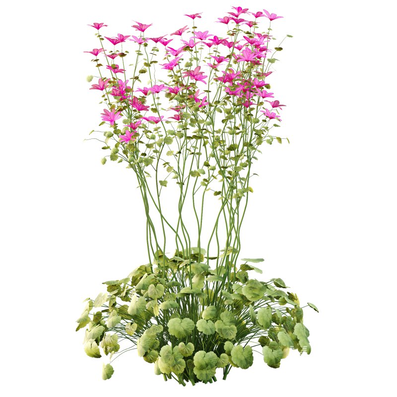 comes from the Greek word geranos meaning crane in reference to the fruit which purportedly resembles the head and beak of a crane. - Image 2