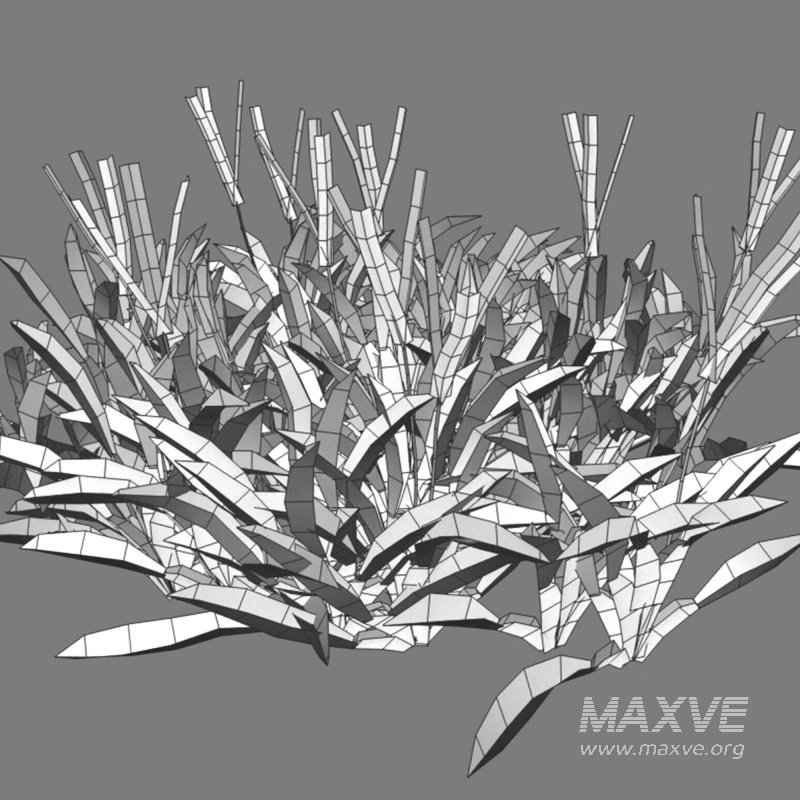 Axonopus Compressus Set 01 - Image 6