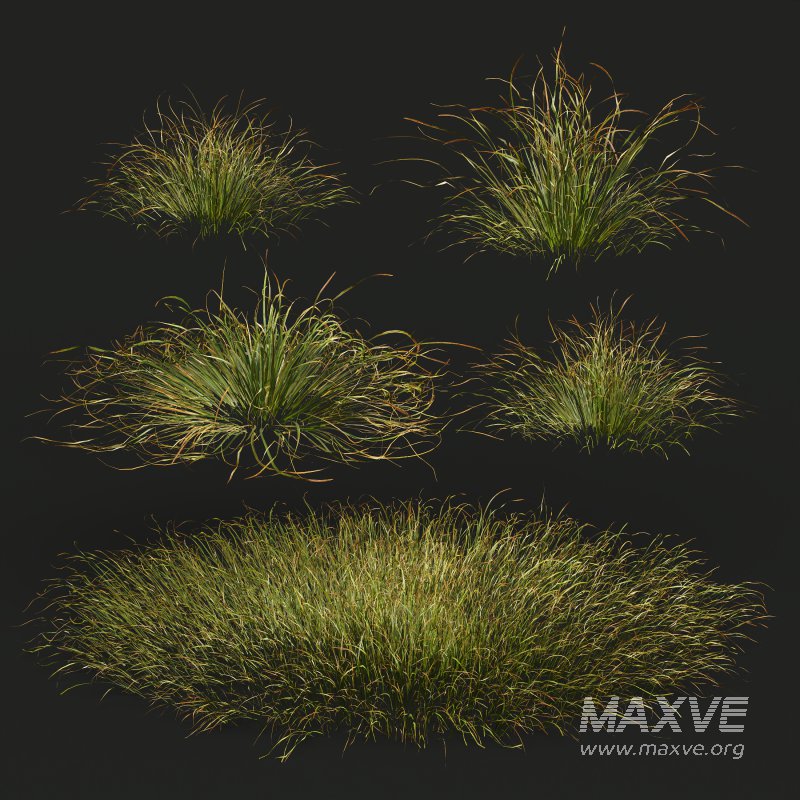 AV 20 different grass Stipa arundinacea Anemanthele lessoniana and Stipa arundinacea Sweet Grass - Image 6