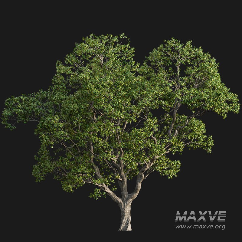 Cinnamomum camphora 03 - Image 4