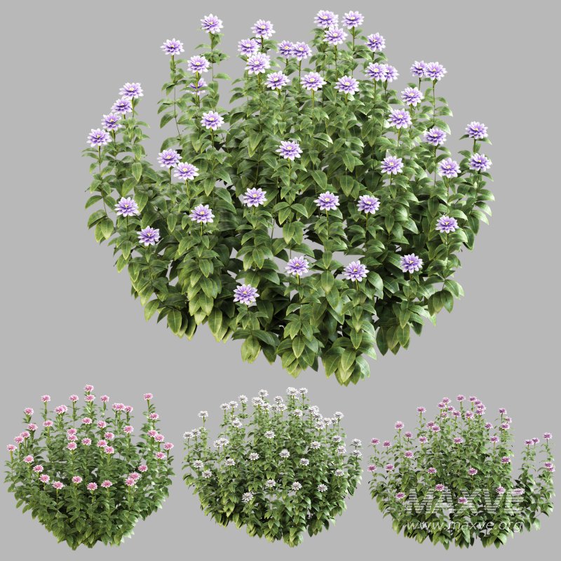 ornamental bush bloom - Image 1