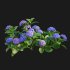 Hydrangea - Thumbnail 7