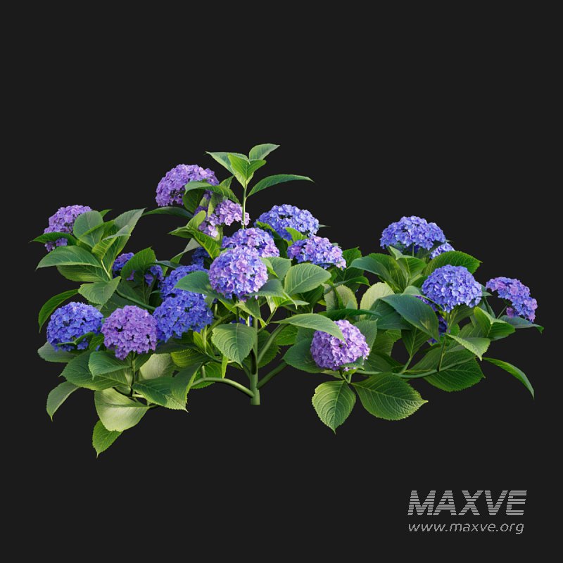 Hydrangea - Image 7