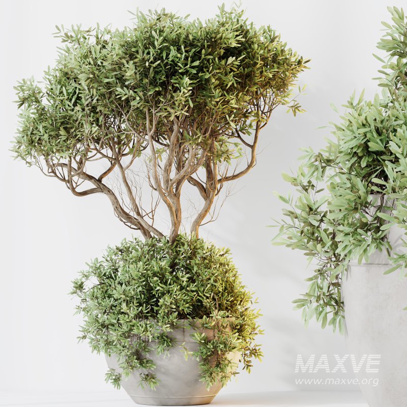 AV Indoor plants set 182 Mission Kalamata Leccino Arbequina Wilsonii Chemlali Olive and Alocasia - Image 4