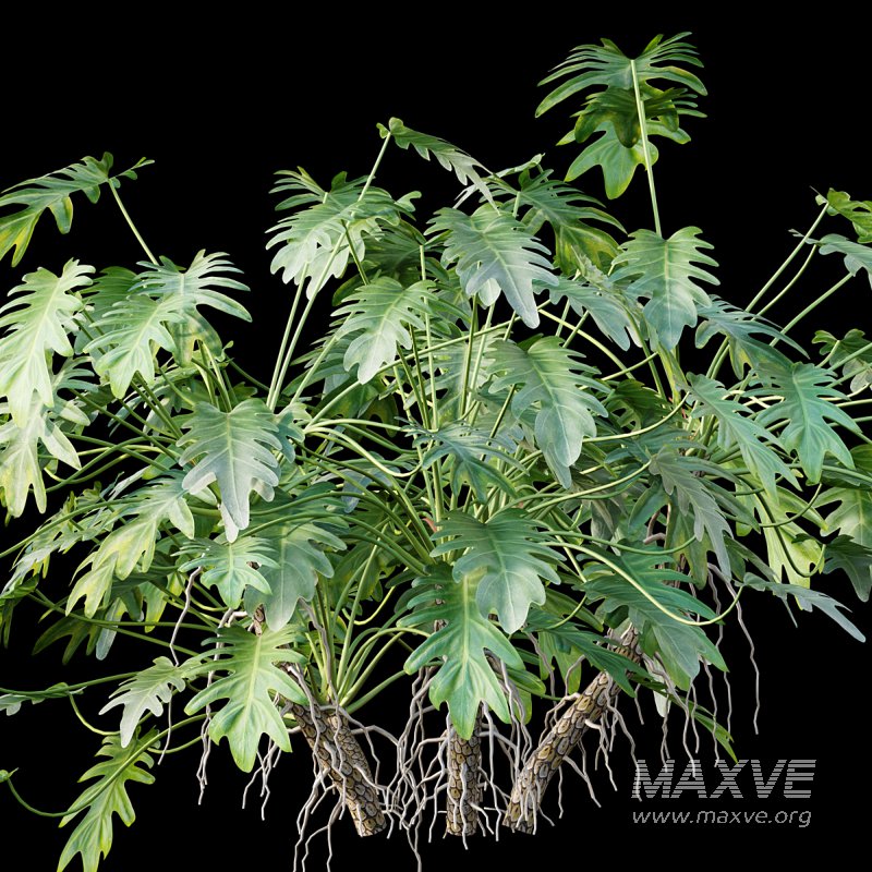 Philodendron xanadu - Image 5