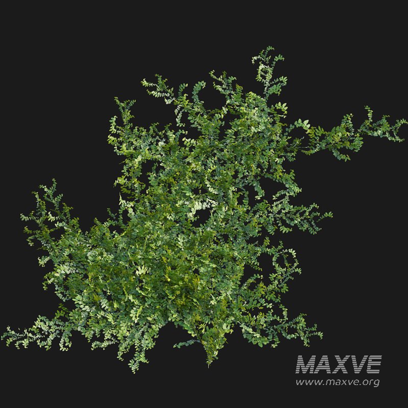 Moraceae – Ficus pumila - Image 3