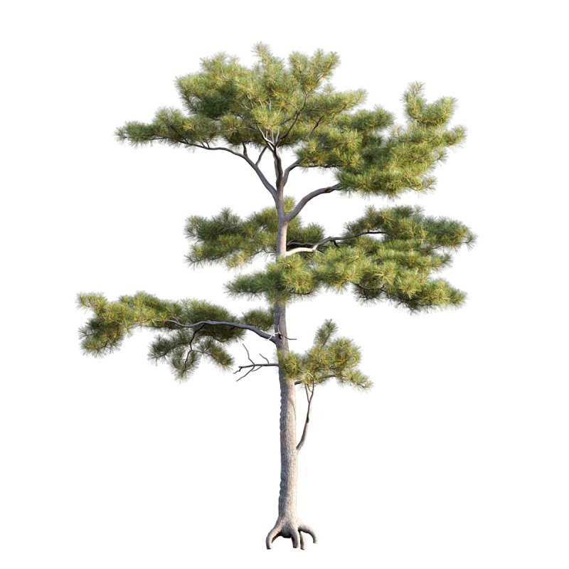 Pinus tabuliformis 03 - Image 2