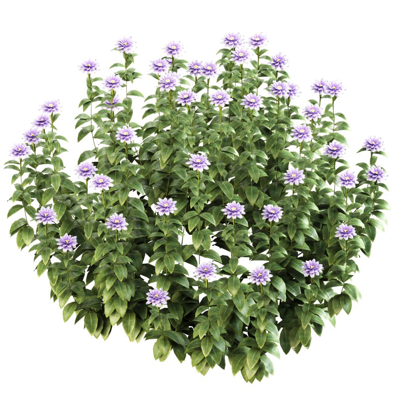 ornamental bush bloom - Image 6