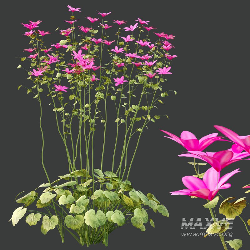 comes from the Greek word geranos meaning crane in reference to the fruit which purportedly resembles the head and beak of a crane. - Image 3