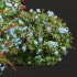 Ceratostigma Plumbaginoides Bleiwurz Bush - Thumbnail 6
