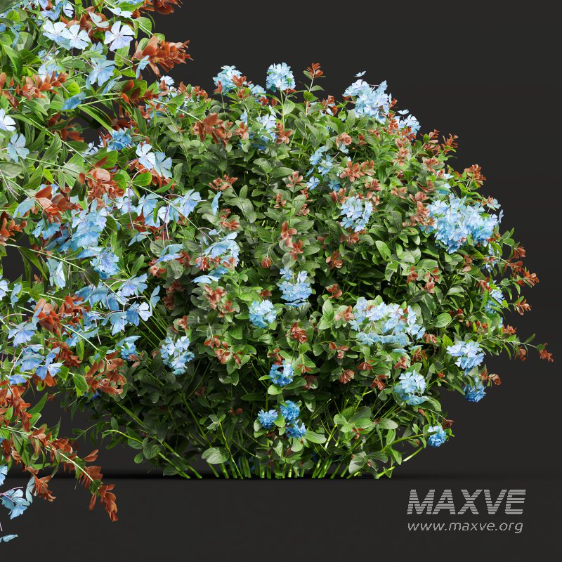 Ceratostigma Plumbaginoides Bleiwurz Bush - Image 6