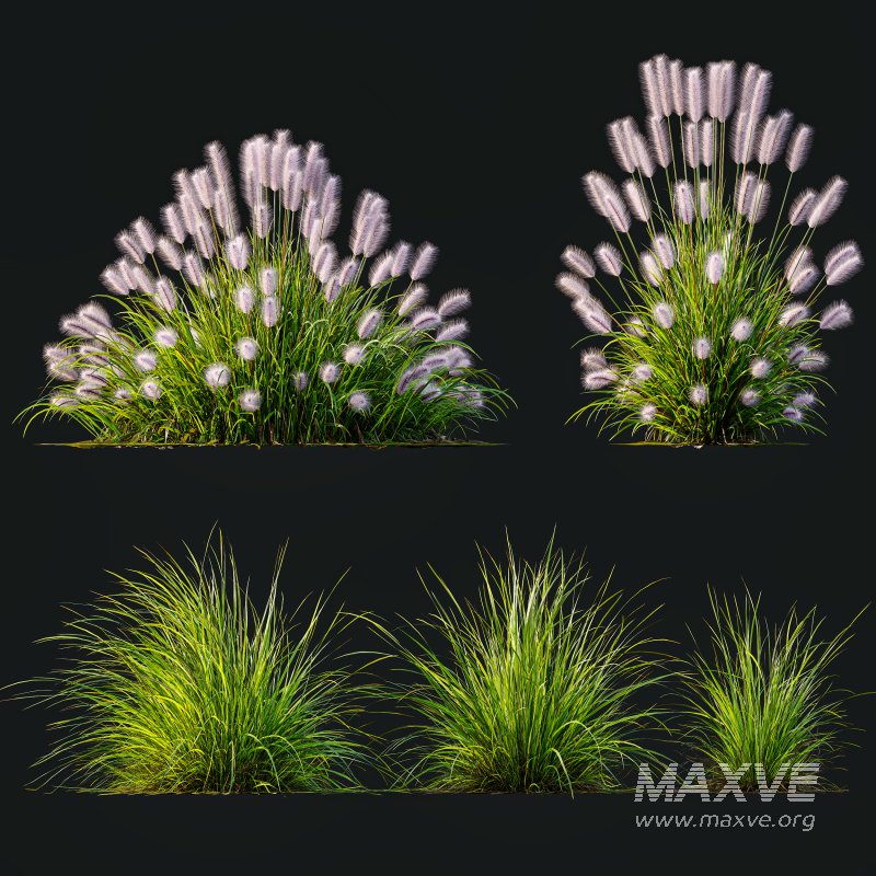 AV 6 different Grasses Pennisetum Alopecuroides Lampenputzergras Fountain Hameln and Carex Elata Aurea - Image 8