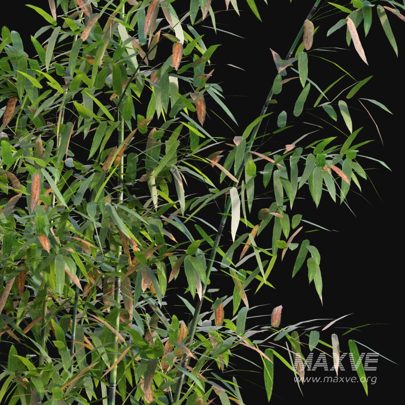 Bamboo – Bambusa lako - Image 2