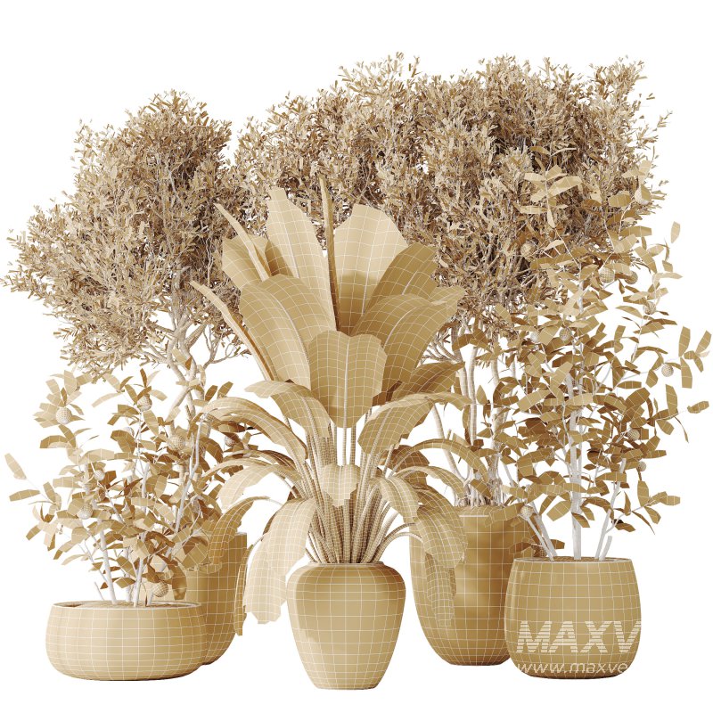 AV Indoor plants set 179 Mission Arbequina Olive and Ficus Robusta Abidjan and Mandarin Citrus Fruit Bonsai Orange Tree - Image 9